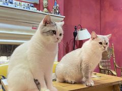 -猫色咖啡·猫咖