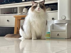 -纳吉亚猫专科动物医院·北北分院
