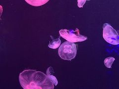 -太平洋海底世界