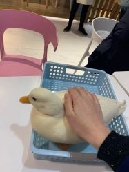 -Moni星球萌宠·小马宝莉·灵蛇·高端高阶全萌宠互动体验俱乐部(红豆国际广场店)
