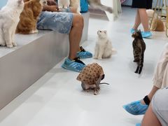 -糯米喵星人·撸猫猫舍咖啡馆(西市场嘉华店)