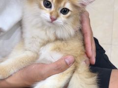 -艾贝尔宠物医院·狂犬免疫点(江山金象城店)