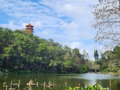 -深圳仙湖植物园