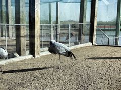 -盐城丹顶鹤湿地生态旅游区