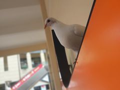 -王府井奥莱临潼小镇(临潼店)