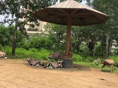 -大连森林动物园