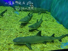 -华夏文旅海洋公园