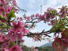 -田野绿世界
