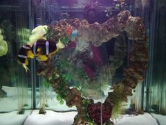 -太平洋海底世界