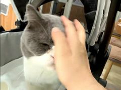 -宠福鑫动物医院(望京分院)