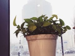 -Jamaicablue Coffeeshop(中央广场店)