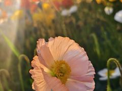 -名花谷生态庄园