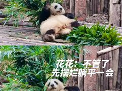 -成都大熊猫繁育研究基地