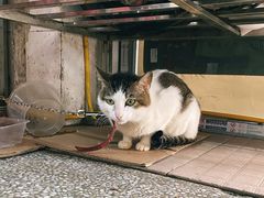 -广场正宗原汁薏米店