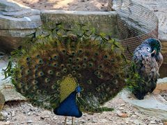 -泉州海丝野生动物世界