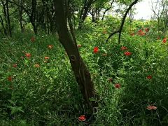 -盘龙城国家考古遗址公园