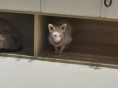 -藏猫猫咖啡主题馆(中央大道店)