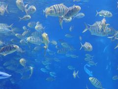 -海合安成都极地海洋公园