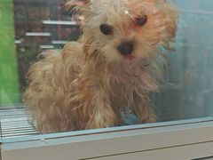 -FAELING PETS美天灵宠物(合生汇店)