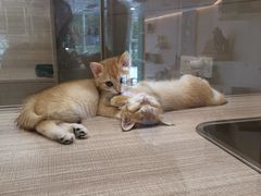 -飞行喵MR PILOT|猫舍·猫咖(静安大融城店)