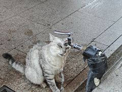 -龙华素斋(龙华路店)