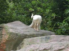 -泉州海丝野生动物世界