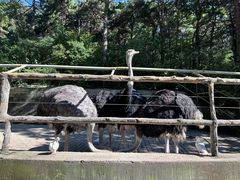 -燕塞湖鸟语林景区
