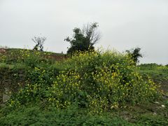 -重庆平顶山公园