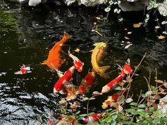 -鲤院·新中式美学·庭院餐厅(夫子庙店)