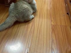 -东方名猫馆·英短金渐层布偶猫舍(环线广场1号楼店)