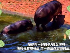-海南热带野生动植物园