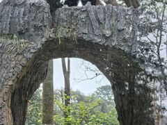 -中国大熊猫保护研究中心雅安碧峰峡基地