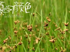 -武清南湖绿博园