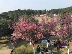 -铁山坪森林公园