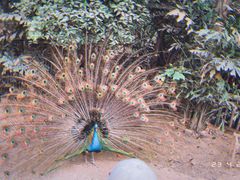 -呀路古热带植物园