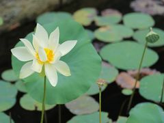 -厦门园林博览苑