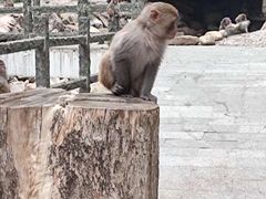 -姑婆山旅游区