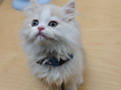 -帕帕拉兹宠物(亚洲旗舰店)