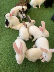 -萌宠亲子动物乐园(槐房万达店)