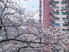 -玛格萝妮比萨屋(四平店)