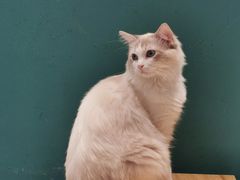 -飞行喵MR PILOT|猫舍·猫咖(静安大融城店)
