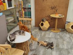 -楼上猫咖(罗湖店)