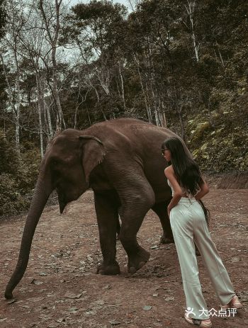 西双版纳野象谷牧象|和野象的亲密接触