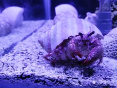 -太平洋海底世界