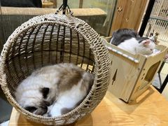 -藏猫猫咖啡主题馆(中央大道店)