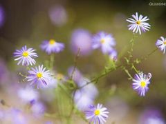 -那香海钻石沙滩浴场