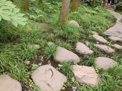 -上海共青森林公园