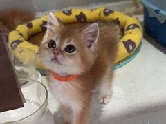 -糯米喵星人总部直营旗舰店·猫舍·幼猫出售