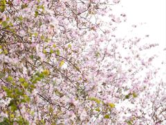 -广东花都湖国家湿地公园