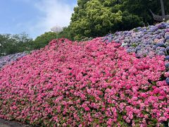 -苏州上方山国家森林公园